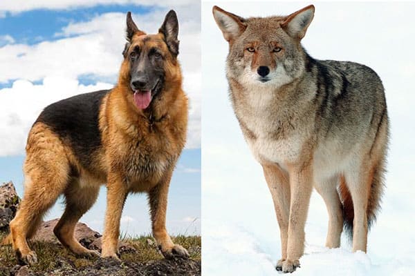 what does coyotes will hybridize dogs