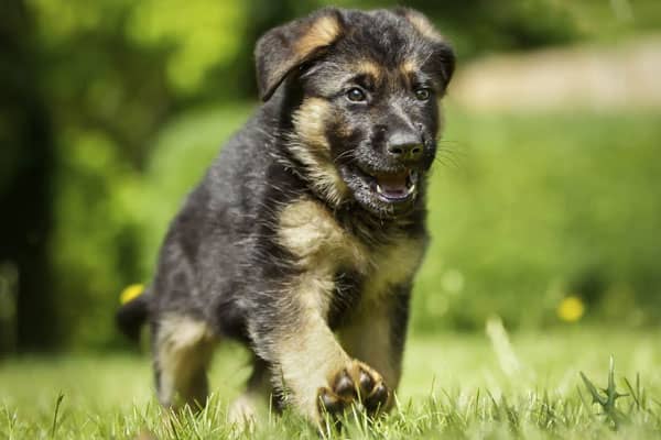 german shepherd colors red & black puppy