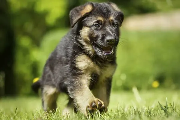 do german shepherd puppies change color