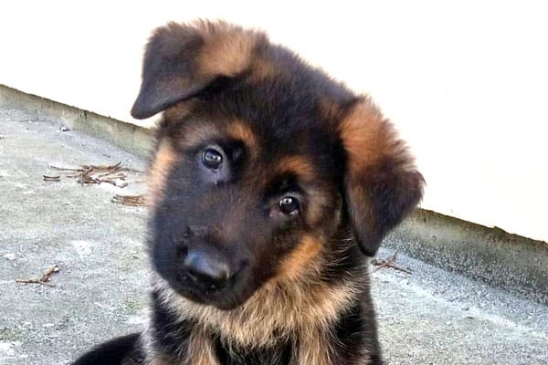 images of puppy german shepherd