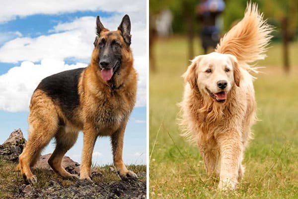 do golden retrievers have a double coat