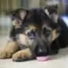 german-shepherd-puppy-crying-in-crate