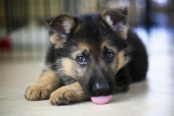 german shepherd whining in crate