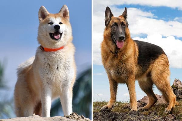 german shepherd vs akita