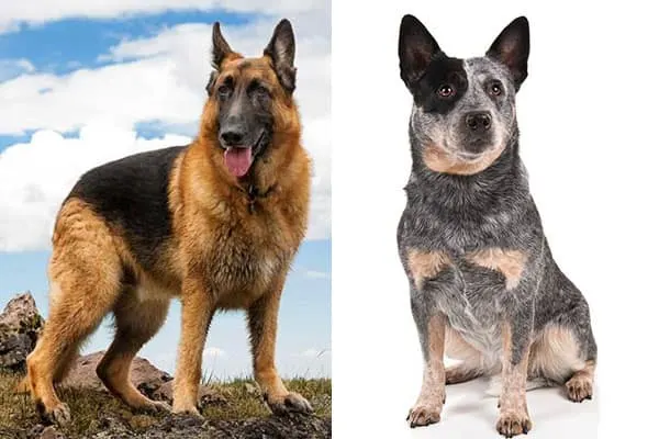 are blue heeler alaskan shepherd mix good with other dogs
