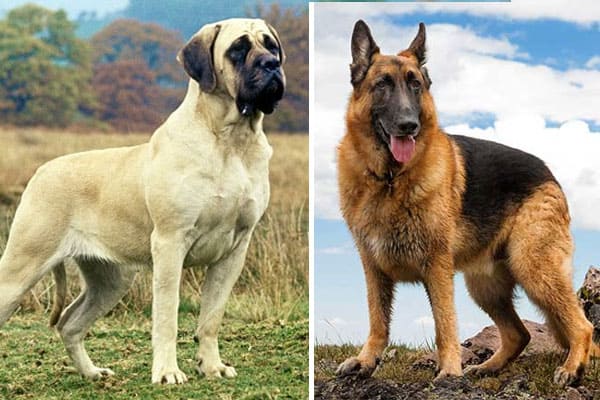 german-shepherd-vs-mastiff