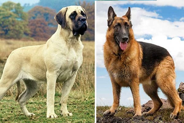 about mastiff dogs