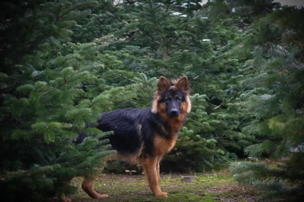 German-Shepherd-staring-at-the camera-in-a-forest