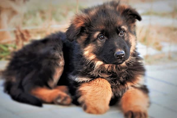 alsatian baby dog