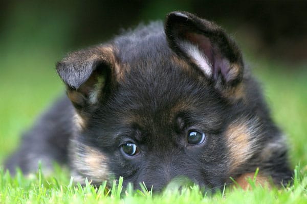 Leash Training A German Shepherd Puppy: The Easy Way!