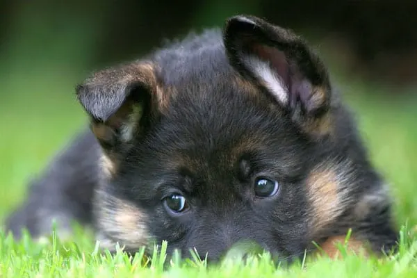 german-shepherd-puppy-laying-on-grass