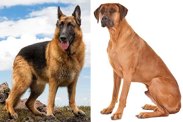 rhodesian ridgeback german shepherd