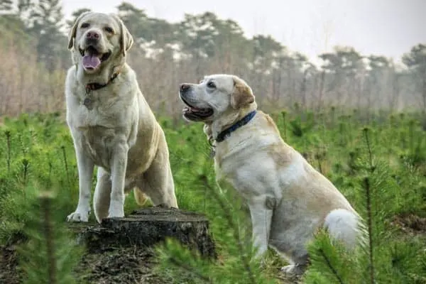 Anatolian Shepherd