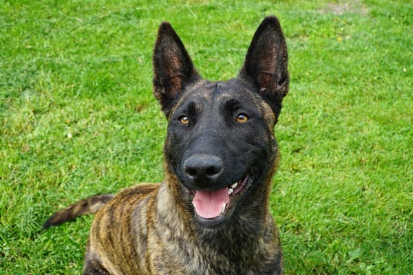 dutch shepherd