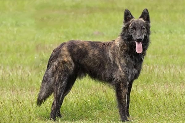 At-What-Age-Is-a-Dutch-Shepherd-Full-Grown