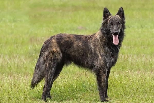 dutch shepherd