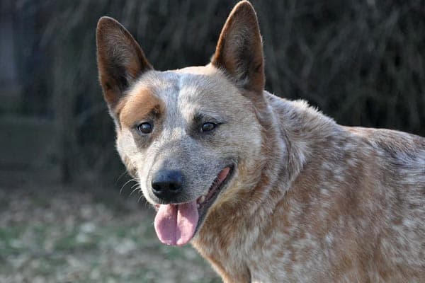 Australian Cattle Dog