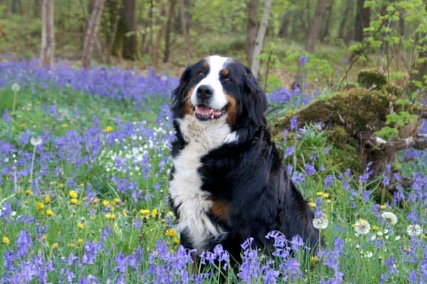 Bernese Mountain Dog