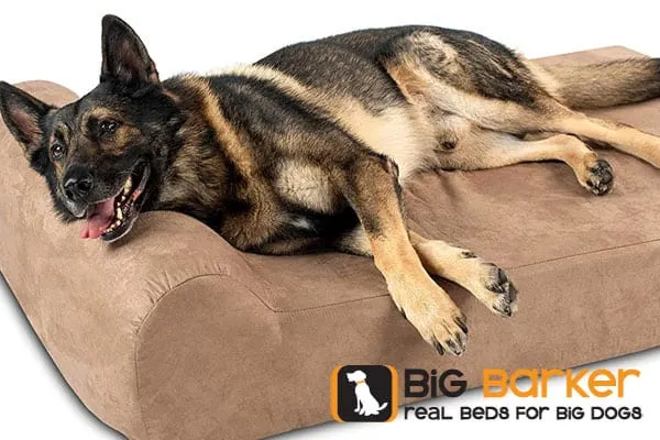 Best 6 Big Barker Dog Beds
