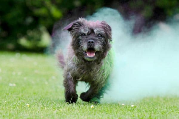 Bouvier des Flandres