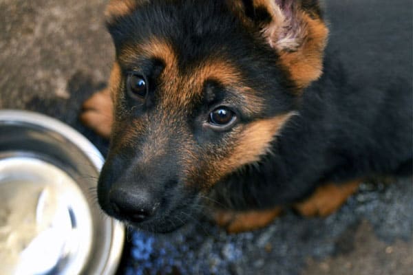soy milk good for dogs