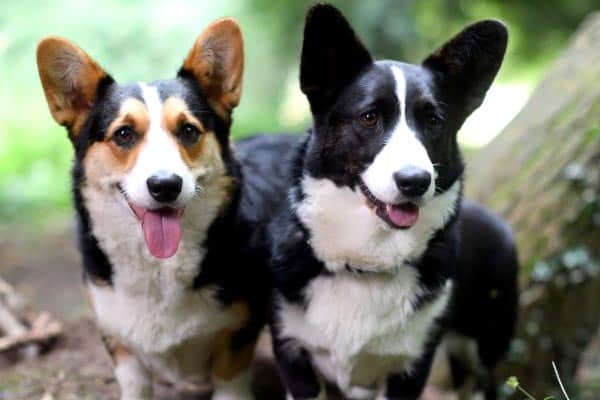 Cardigan Welsh Corgi