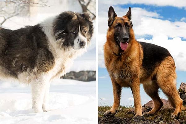 caucasian shepherd dog height