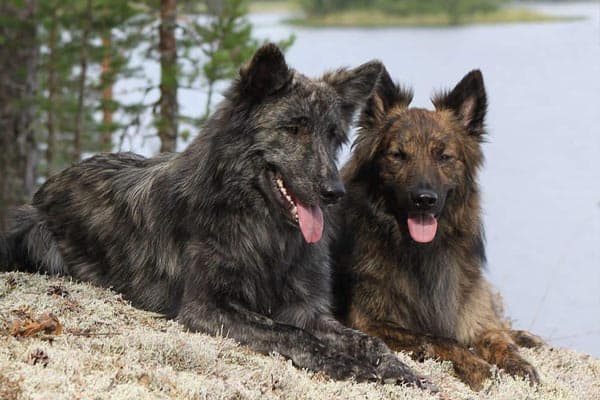 Do Dutch Shepherds Bark A Lot