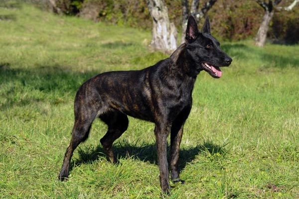 Do Dutch Shepherds Shed