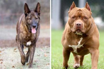 Dutch Shepherd Pit Bull Mix: How Should You See the Miracle