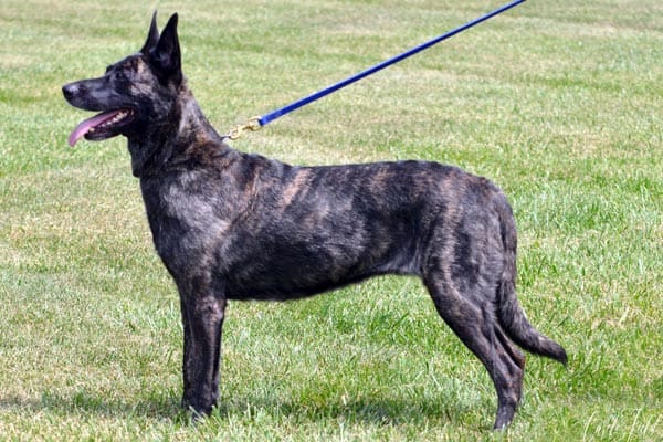 Dutch Shepherd