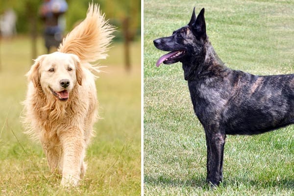 Dutch shepherd Golden Retriever Mix