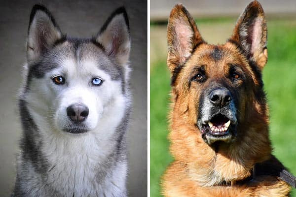 german shepherd husky mix with blue eyes