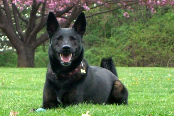 How Smart Is A Dutch Shepherd Insight Into The Intellgence Of These Unique Dogs Anything German Shepherd