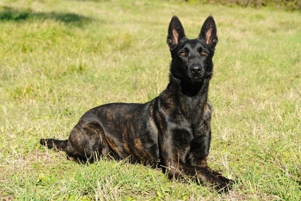 Is a Dutch Shepherd a Good Guard Dog 