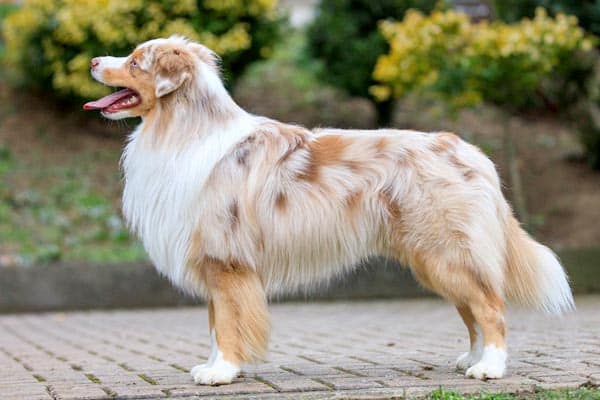 Miniature American Shepherd