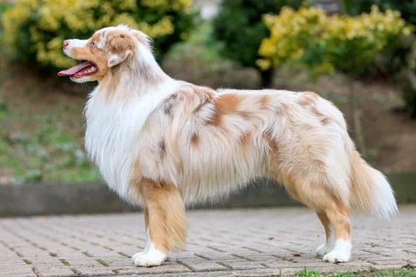 Miniature American Shepherd