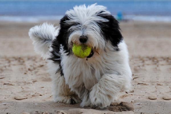 Old English Sheepdog