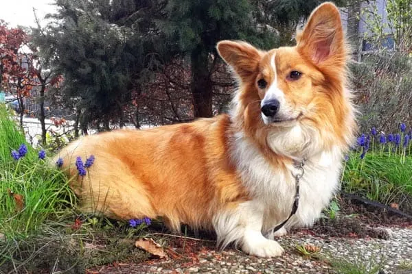 Pembroke Welsh Corgi