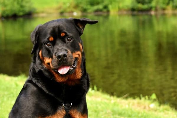 Rottweiler