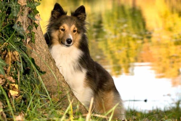 Shetland Sheepdog