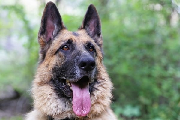 Why-Do-German-Shepherds-Have-a-Black-Spot-on-Their-Tongue
