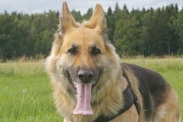 Why-Do-German-Shepherds-Have-a-Black-Spot-on-Their-Tongue