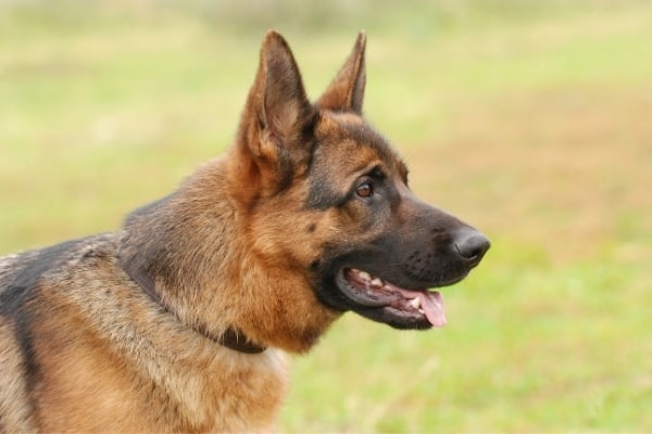 are-german-shepherds-color-blind