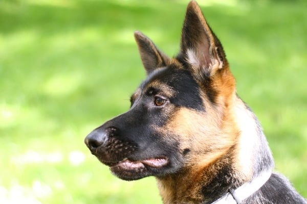 are-german-shepherds-color-blind