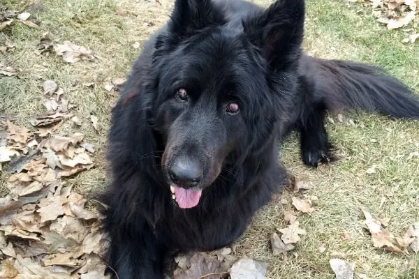 black-german-shepherds-looking-at-you