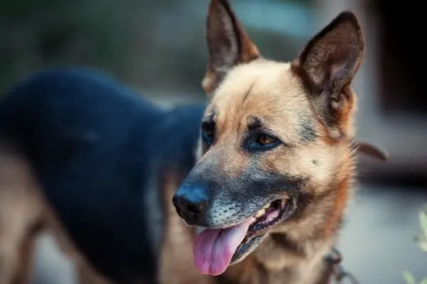 are-german-shepherds-color-blind