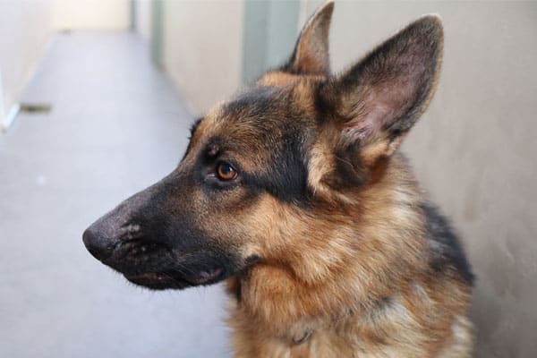 are german shepherds color blind