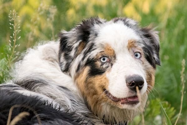 australian shepherd family