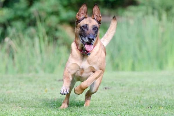 belgian malinois